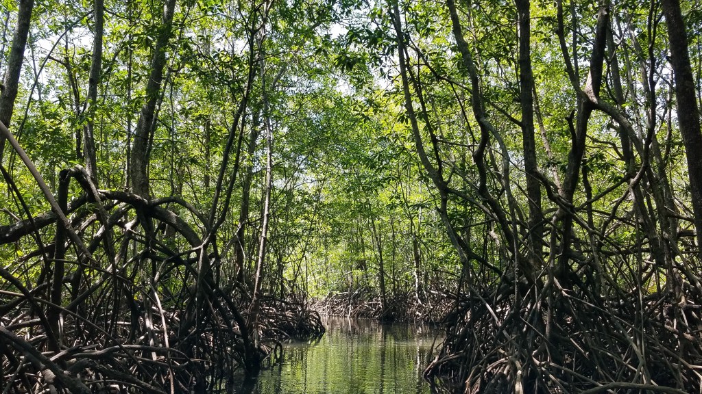 Mangrove forest.