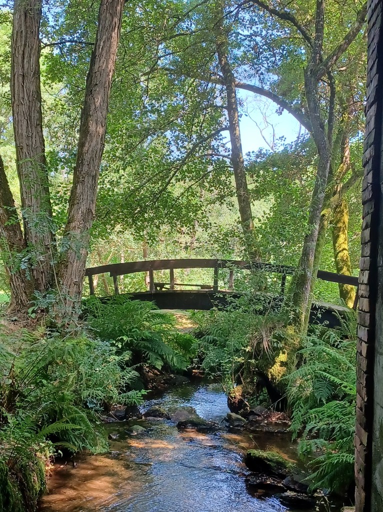 A bridge over a stream in the forest.