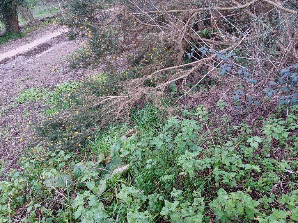 Toxos, Ortigas, and Moras growing together in a stinging pile of doom. Really dont walk bearfoot in Galicia.