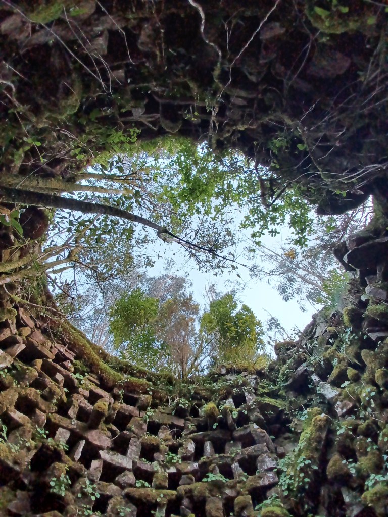 Palomera covered in vines.