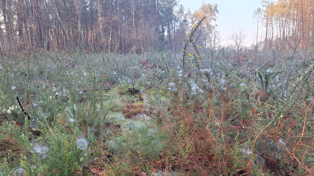 A whole field of spiders and pokey doom spikes.