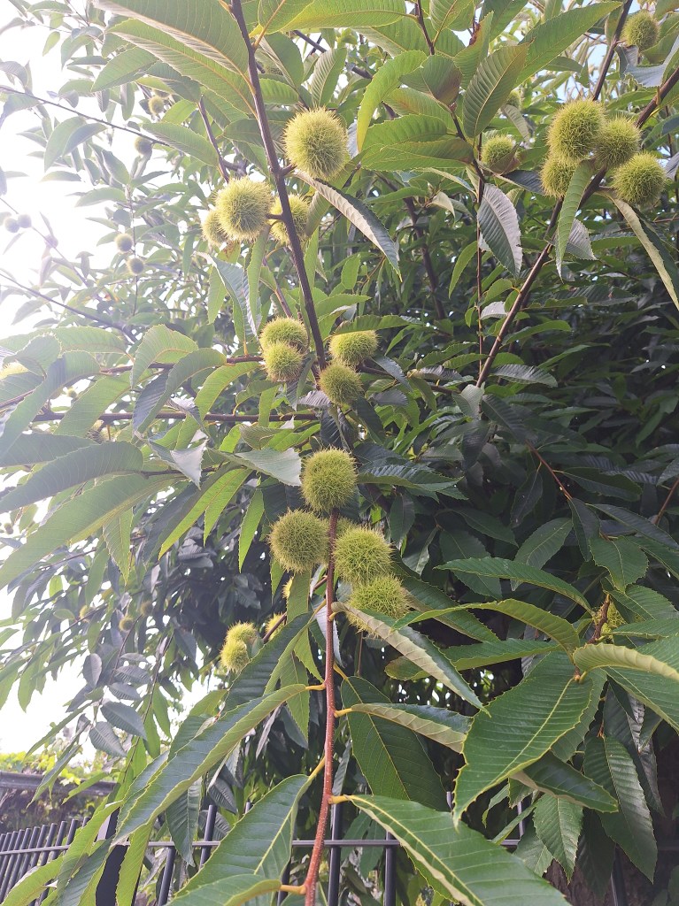 Green castañas on the tree.